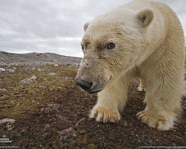 Николай Галлямов