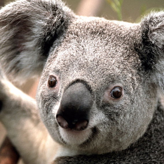 Вова Мотора