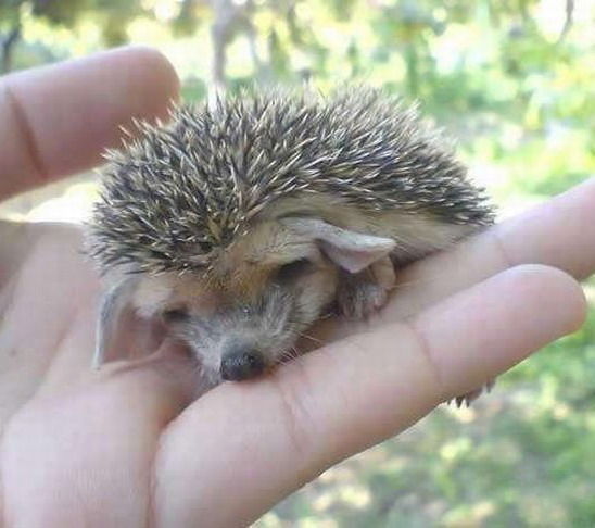 Нина Гертер