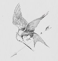 Ксюша Попович