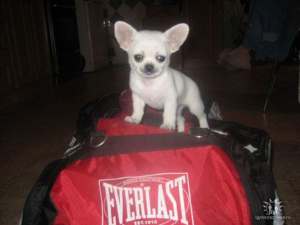 Ирина Мазунина