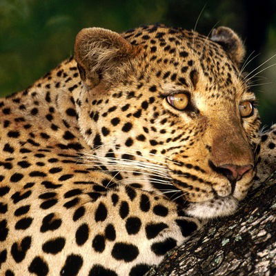 Владислав Нос