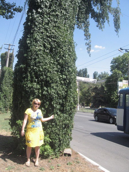 Светлана Елисеева