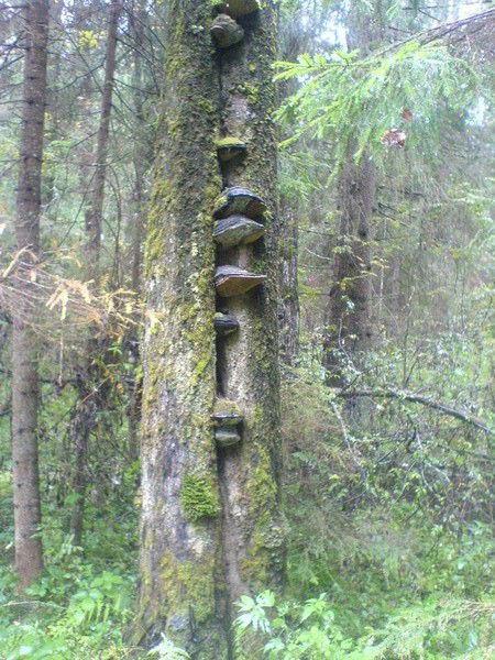 Михаил Соловьёв