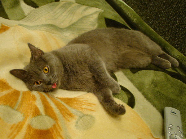 Катя Жерехова