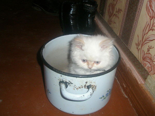 Александр Васильев