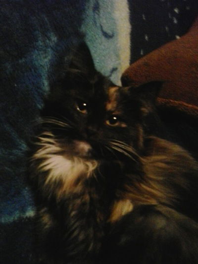 Вадим Муратовский