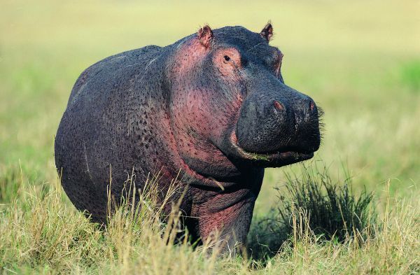 Миша Плешаков