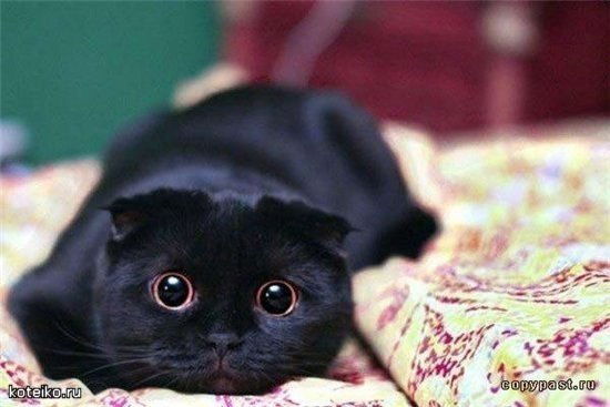 Марк Оначенко