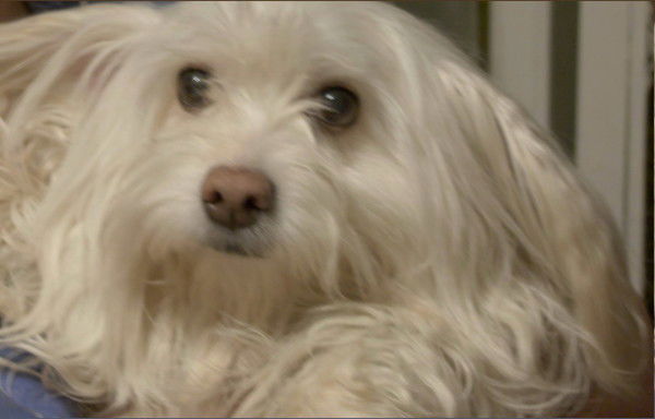 Оля Автономова