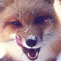 Капиталина Волкова