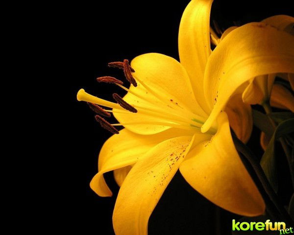 Татьяна Антонова