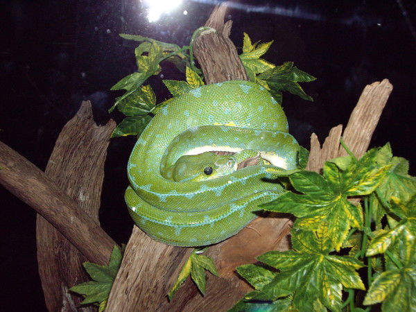 Алексей Мария