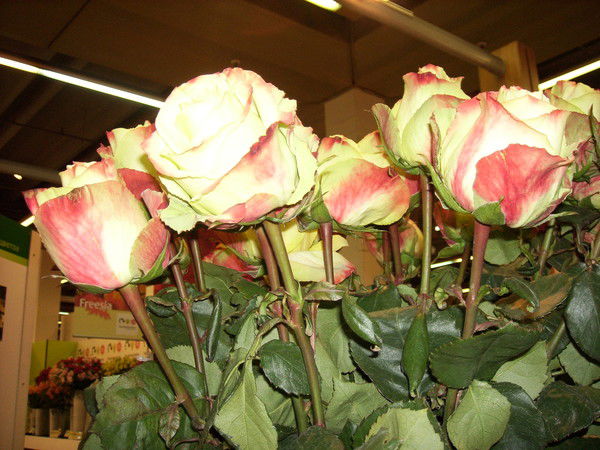 Юля Белосветова