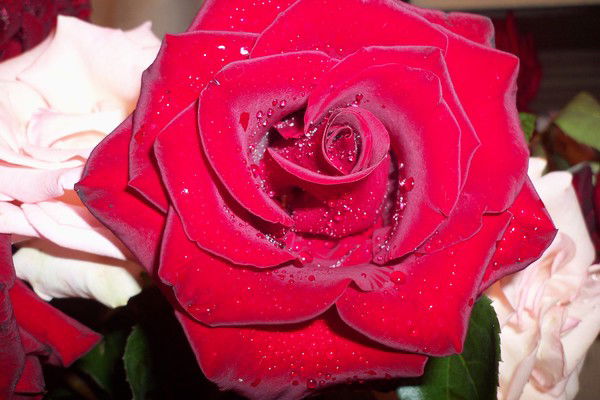 Цветочек Аленький