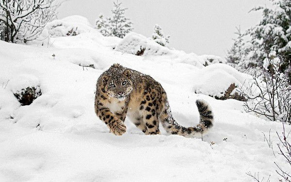 Ник Толстов