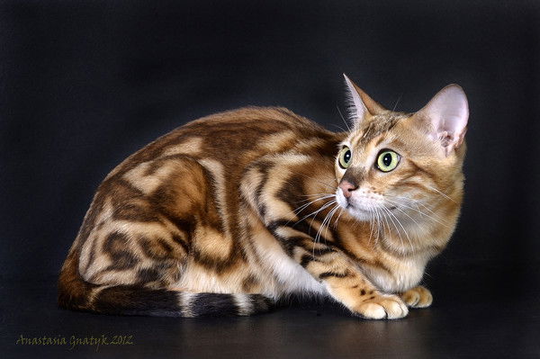 Женя Азаренкова