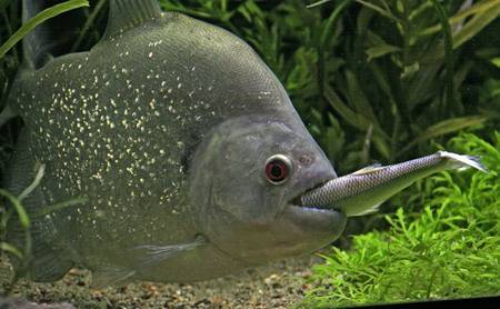 Сергей Ходосов