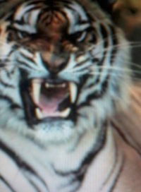 Андрей Белоусов