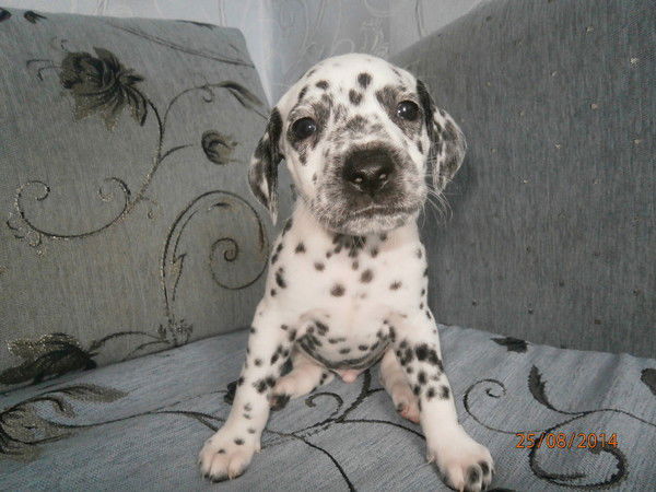 Андрей Ситников