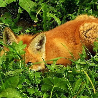 Карина Викторовна