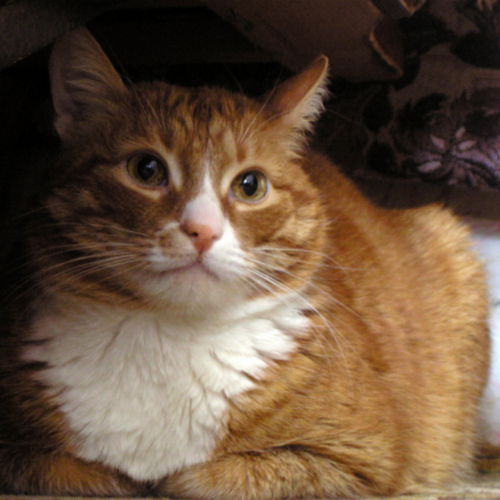 Михаил Гасилин