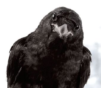 Кузьма Воронов