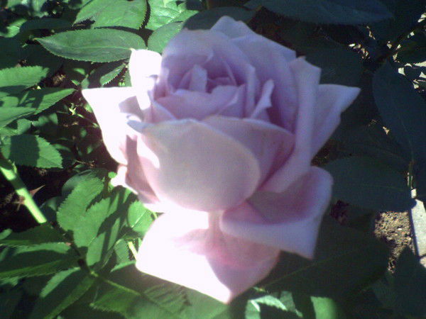 Наталья Поволоцкая