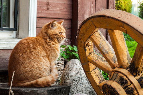 Юлия Олексенко