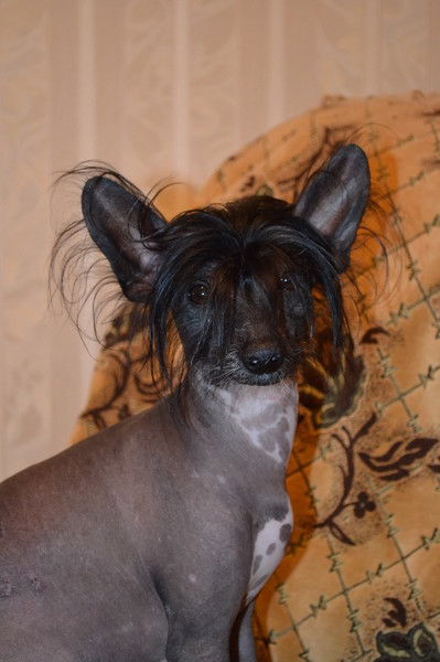 Жиган Полтавский