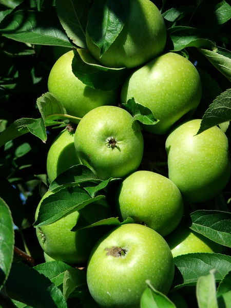 Елена Иванова