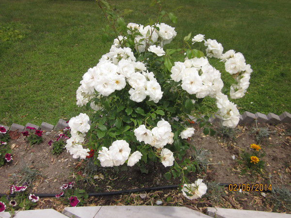 Валентина Быкова