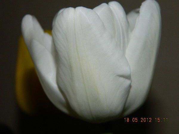 Антонина Рязанцева