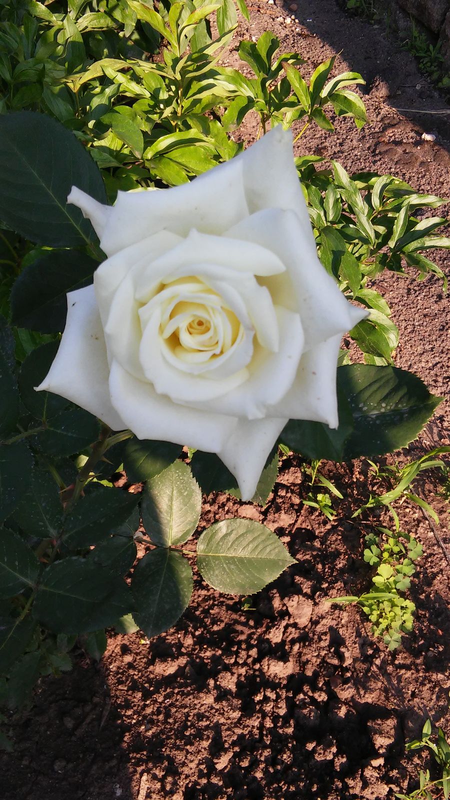 Таня Ступакова