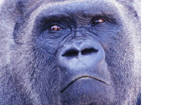 Александр Корчагин