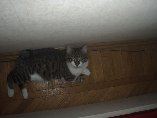 Филиппок Камчатский