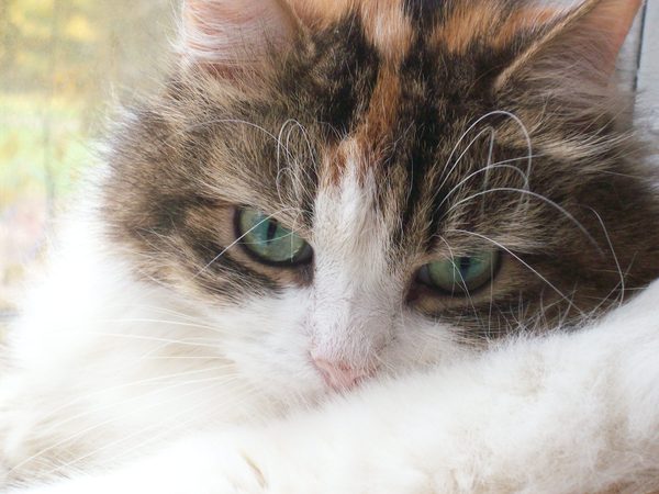 Елена Борисовна Sssssss