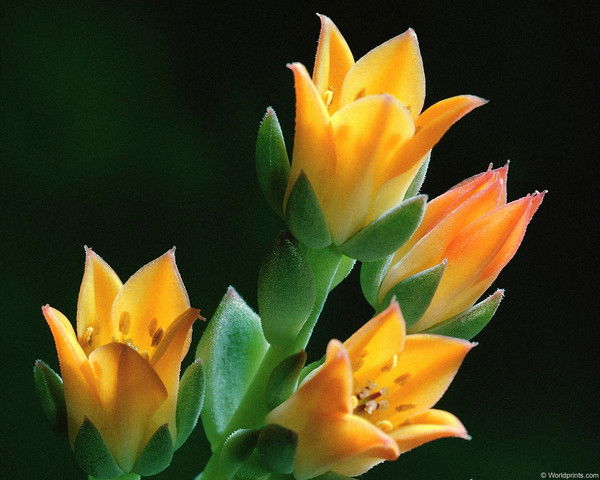 Елена Малковская (Телеш)