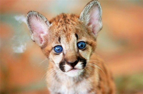 Дмитрий Никишин