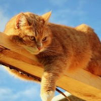 Хоттабыч Был-Прав