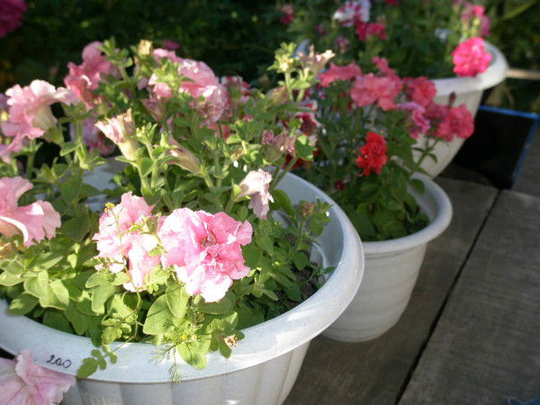 Надюшка Бирченко