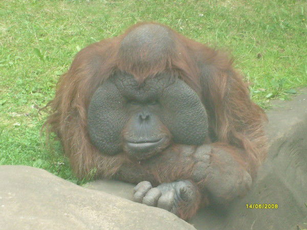 Михаил Мурадов