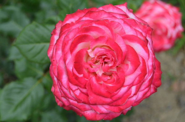 Вера Петрова