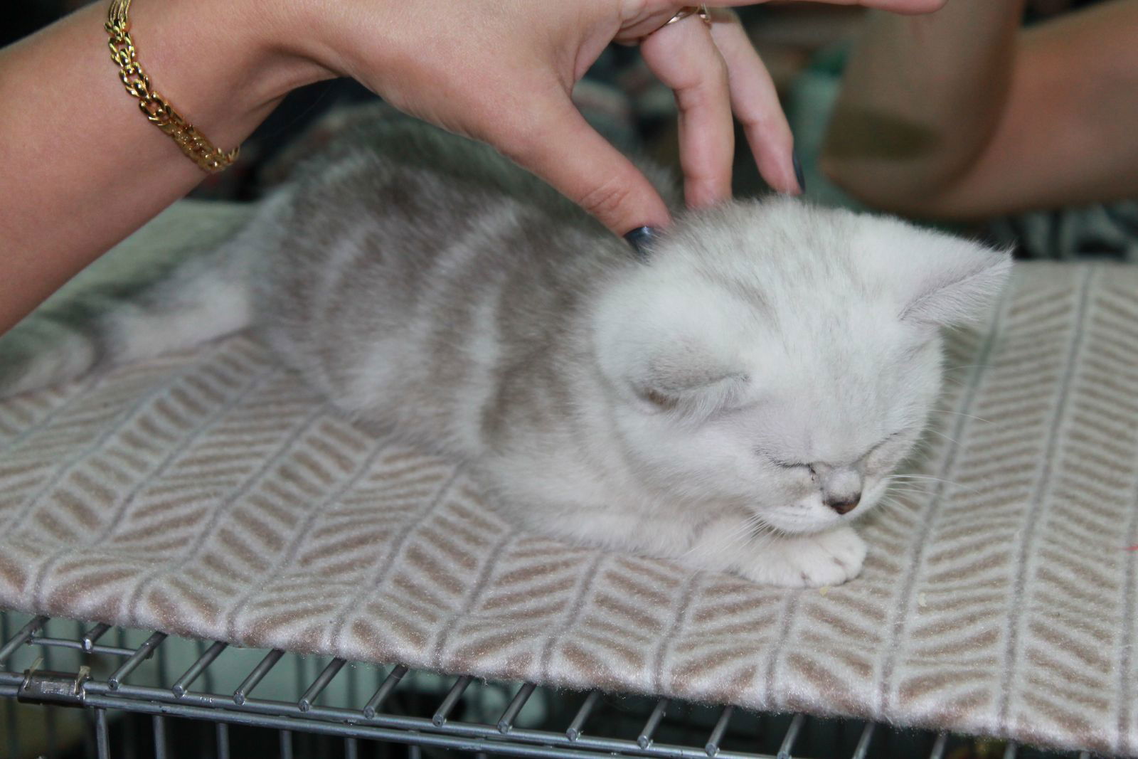 Екатерина Лазарева