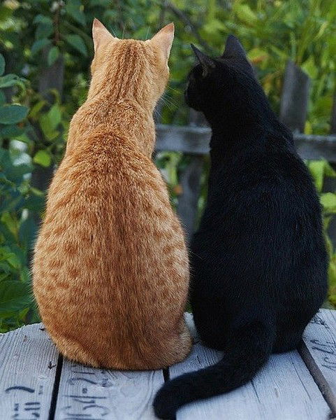 Лусине Адунц