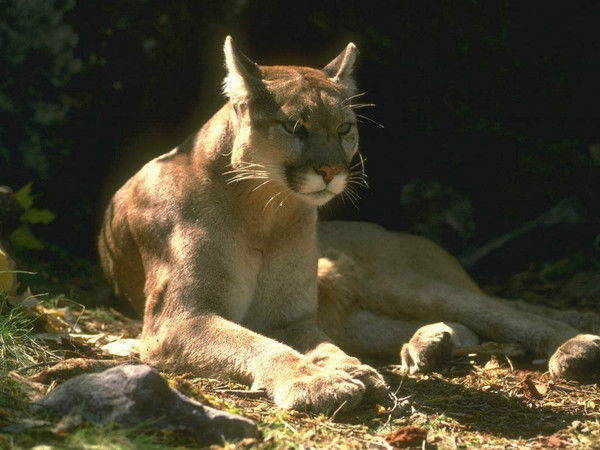 Тарас Кавуля