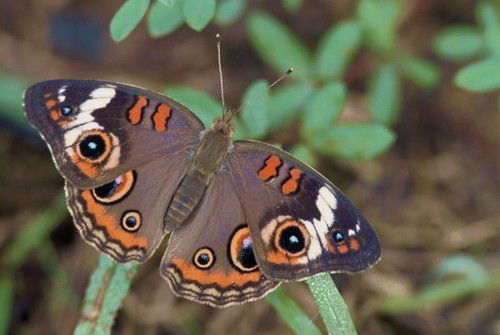 Юлия Афанасьева