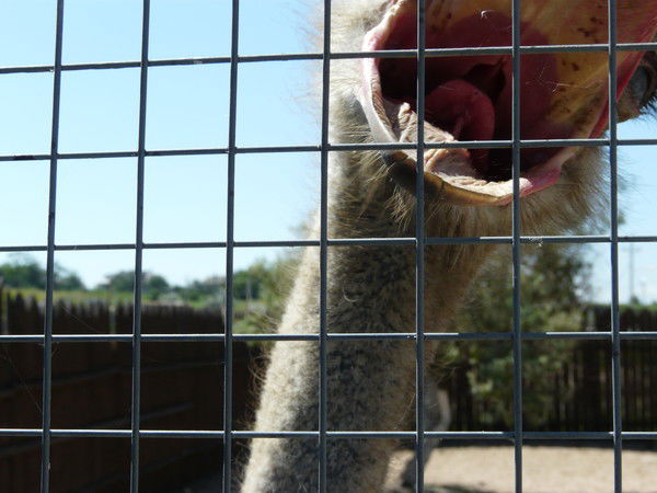 Шалаш...а Nemo