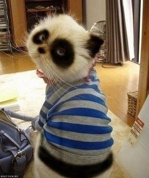 Котя_Царапка_ По_Спинке_Йа