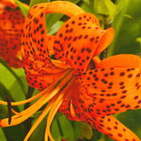 Лилия Кулажонок